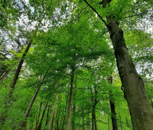 Wald 5